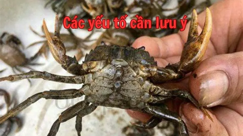 Các yếu tố cần lưu ý