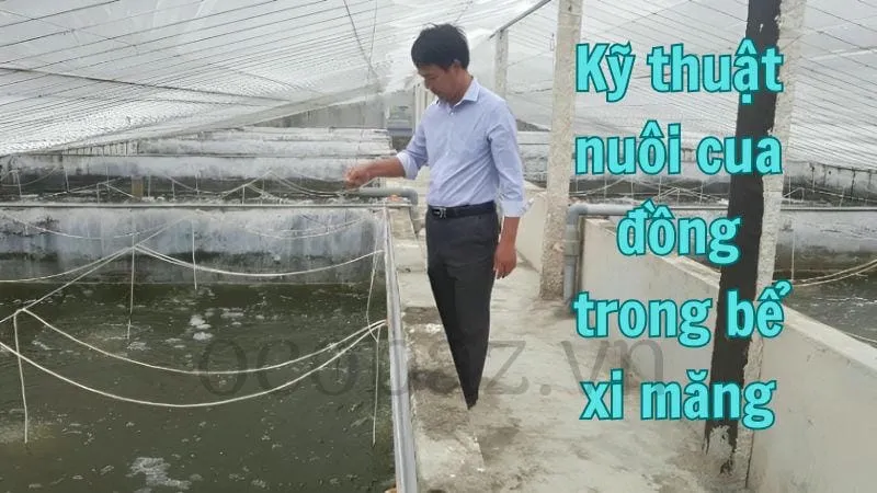 Kỹ thuật nuôi cua đồng trong bể xi măng