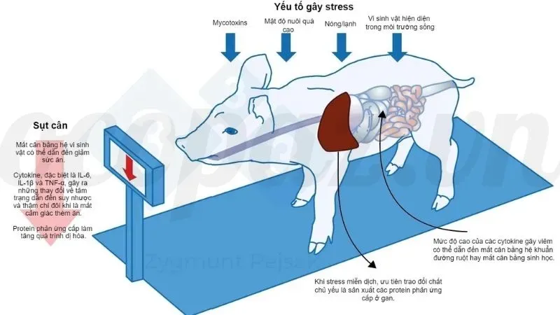 Ảnh hưởng của bệnh ghẻ đến sức khỏe heo