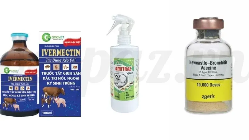 Cách điều trị heo bị ghẻ