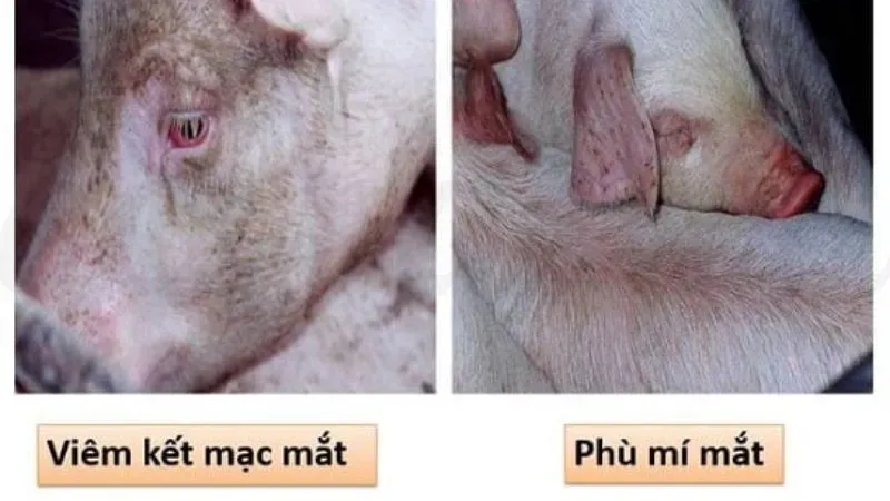 Heo bị tai xanh là bệnh gì?