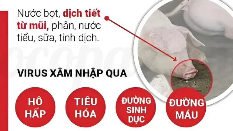 Tìm hiểu về heo bị tai xanh