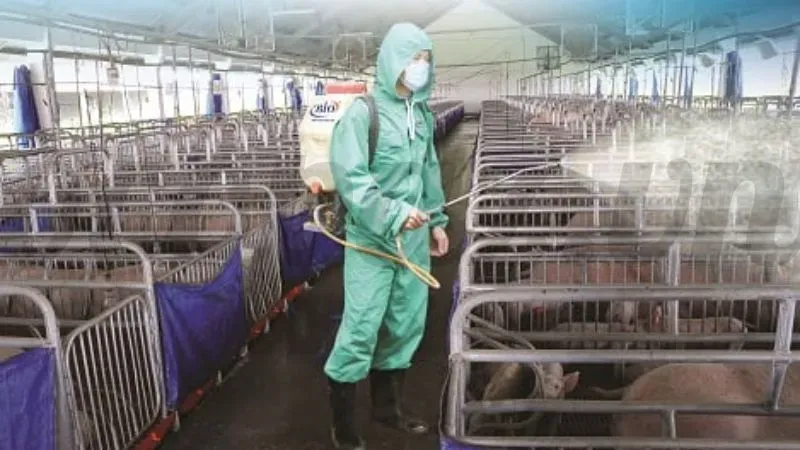 Phòng bệnh heo bị tai xanh