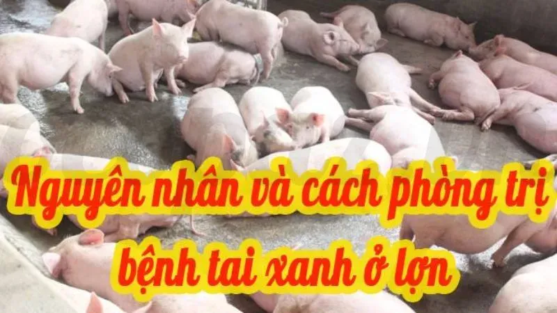Cách chữa heo bị tai xanh