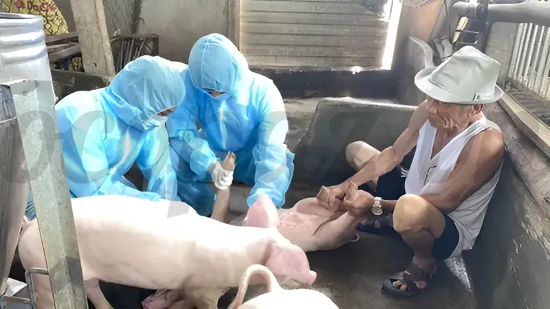 Phòng ngừa heo bị xuất huyết dưới da 
