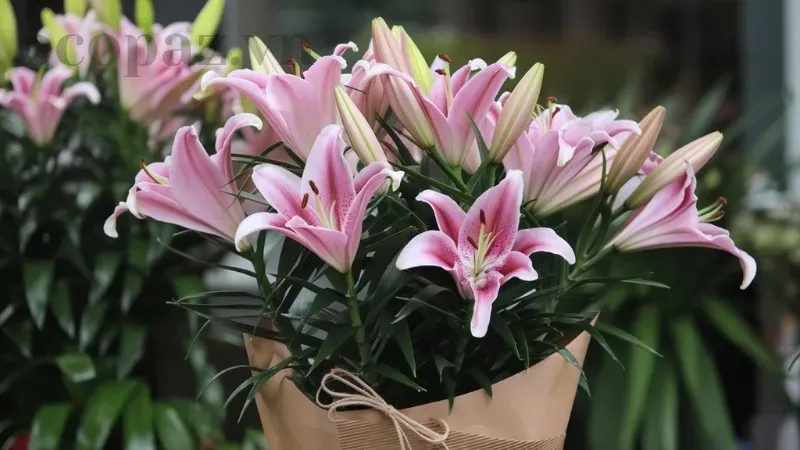 Hoa bách hợp - Ý nghĩa và cách chăm sóc đơn giản cho người mới chơi hoa 1