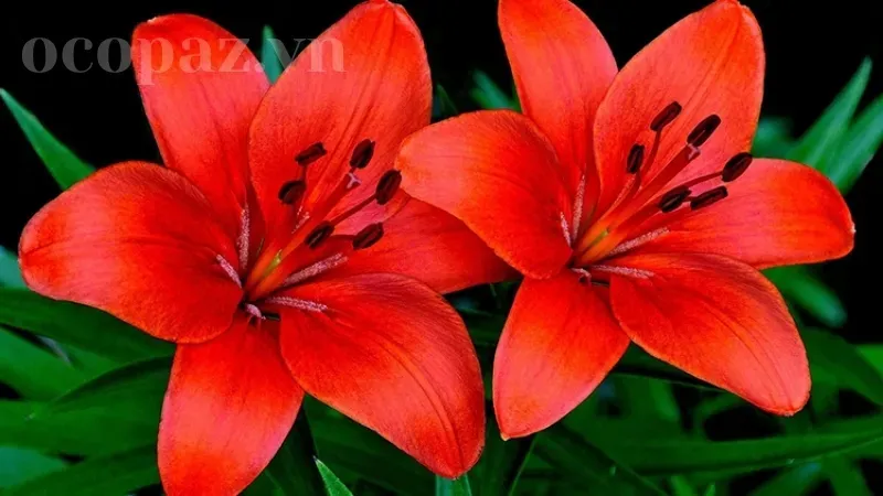 Hoa bách hợp - Ý nghĩa và cách chăm sóc đơn giản cho người mới chơi hoa 5
