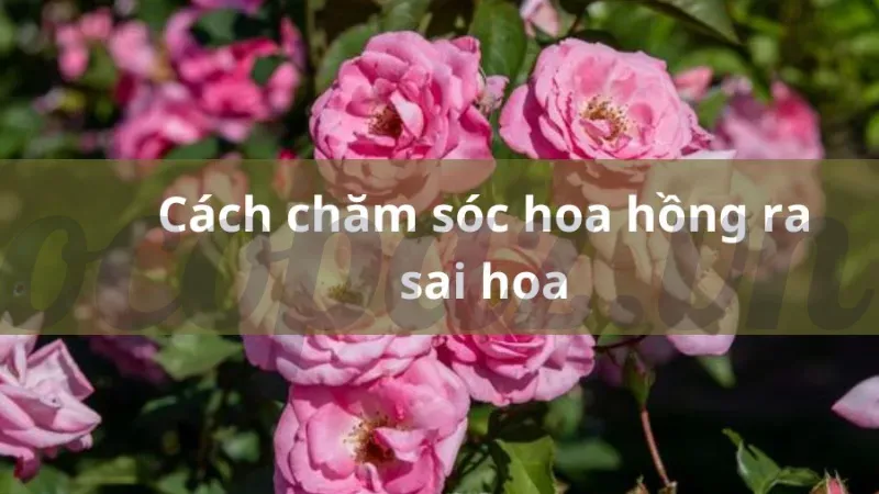 Tại sao hoa hồng là sự lựa chọn hoàn hảo cho mọi dịp? 5