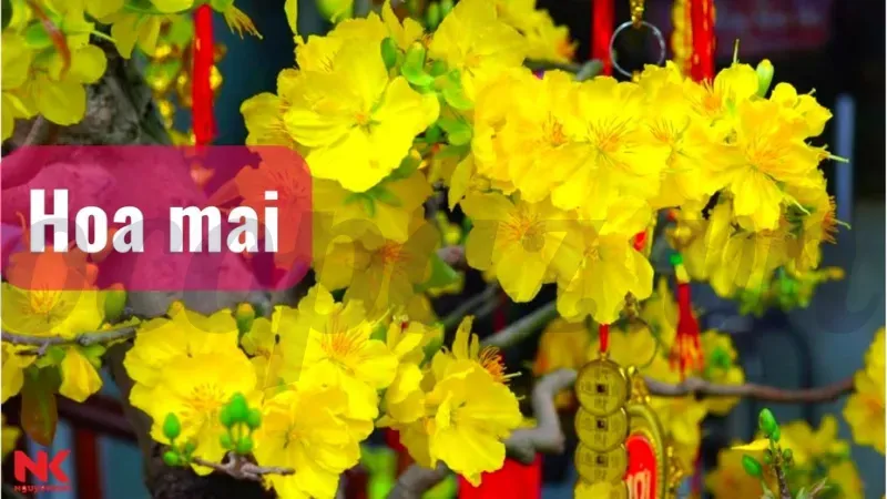 Hoa mai có ý nghĩa gì trong văn hóa Việt Nam và ngày Tết? 1