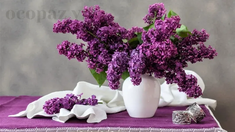 Đặc điểm và cách nhận biết các giống hoa Tử Đinh Hương phổ biến 2