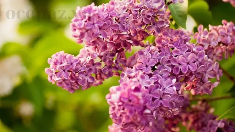 Đặc điểm và cách nhận biết các giống hoa Tử Đinh Hương phổ biến 4