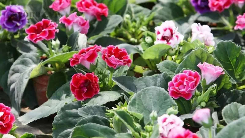 Hoa Tử La Lan - Vẻ đẹp và ý nghĩa đặc biệt trong tâm hồn người Việt 1
