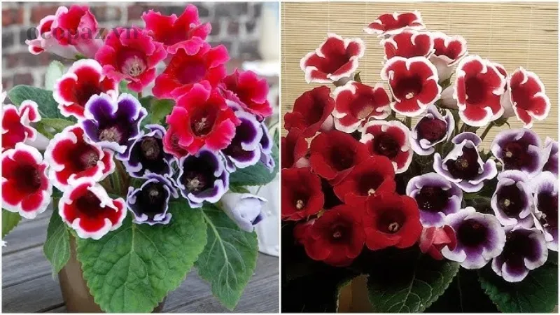 Hoa Tử La Lan - Vẻ đẹp và ý nghĩa đặc biệt trong tâm hồn người Việt 5
