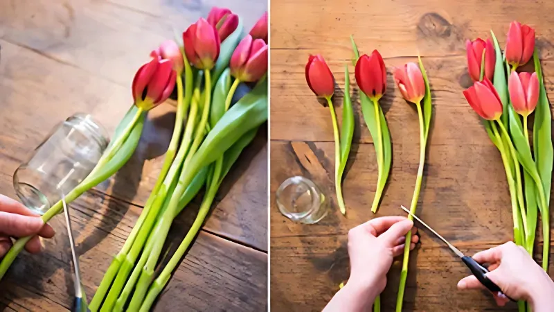 Tại sao hoa tulip lại được yêu thích trên toàn thế giới? 4