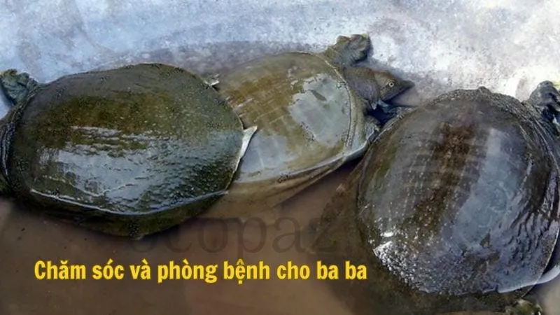 Chăm sóc và phòng bệnh cho ba ba