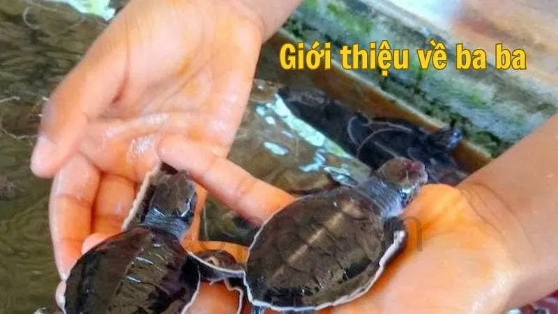 Giới thiệu về ba ba