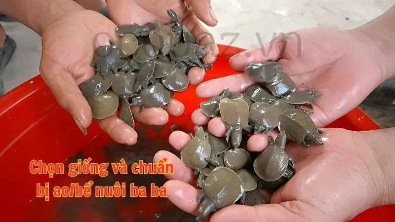 Chọn giống và chuẩn bị ao/bể nuôi ba ba
