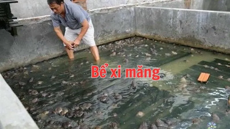 Kỹ thuật nuôi ba ba trong bể xi măng