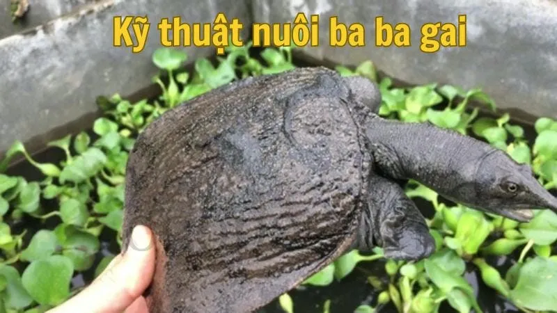 Kỹ thuật nuôi ba ba gai