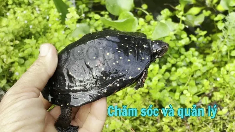 Kỹ thuật nuôi ba ba hiệu quả cho năng suất cao 