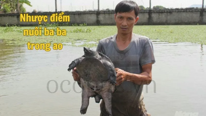 Kỹ thuật nuôi ba ba trong ao