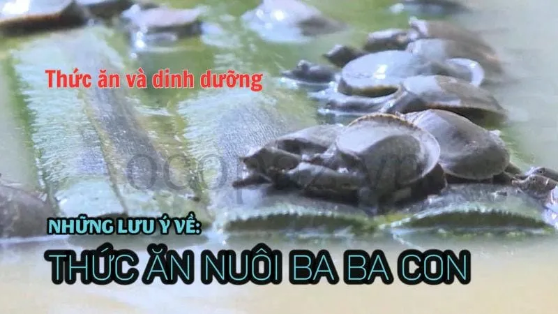 Thức ăn và dinh dưỡng cho ba ba