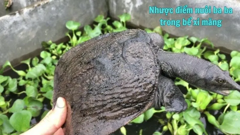 Nhược điểm nuôi ba ba trong bể xi măng