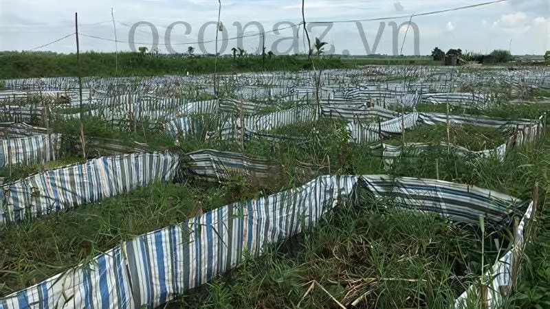 Kỹ thuật nuôi lươn hiệu quả giúp tăng năng suất và lợi nhuận