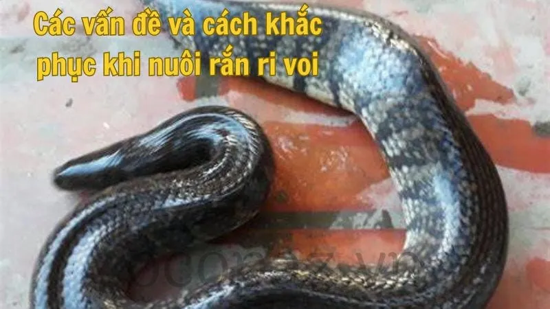 Các vấn đề thường gặp và cách khắc phục khi nuôi rắn ri voi