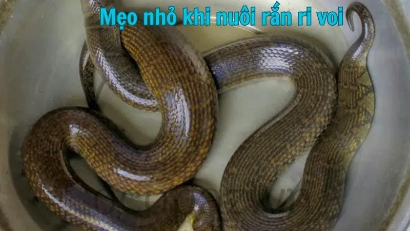 Mẹo nhỏ khi nuôi rắn ri voi