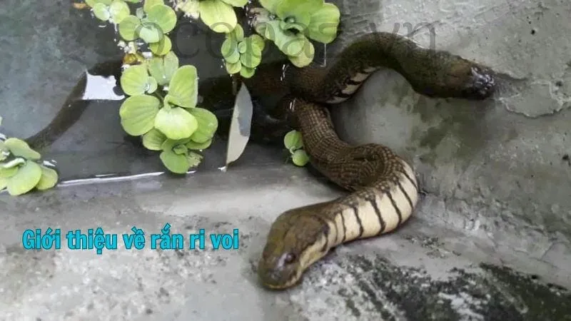 Giới thiệu về rắn ri voi