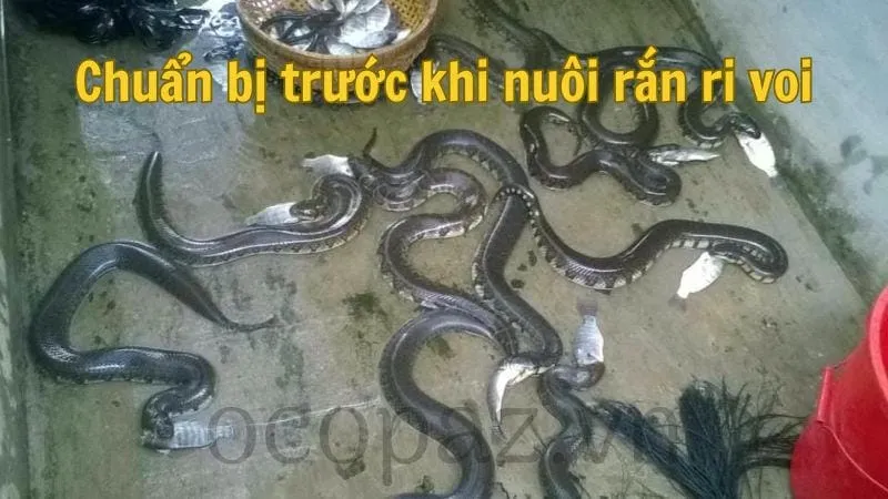 Chuẩn bị trước khi nuôi rắn ri voi