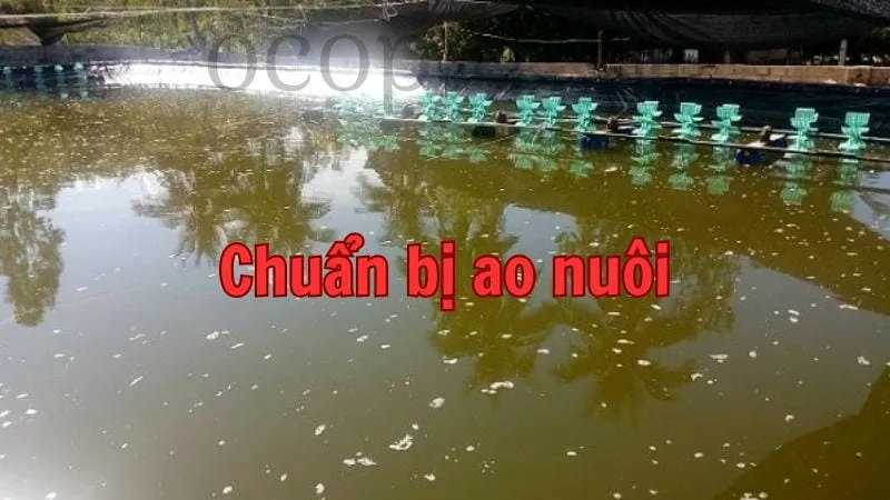 Chuẩn bị ao nuôi rắn rì voi