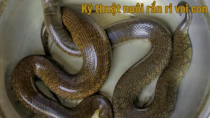 Kỹ thuật nuôi rắn ri voi con