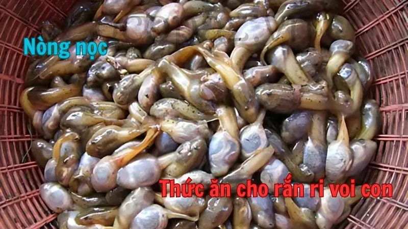 Thức ăn cho rắn ri voi con