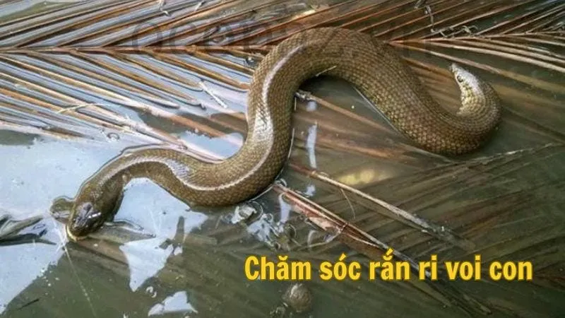 Chăm sóc rắn ri voi con