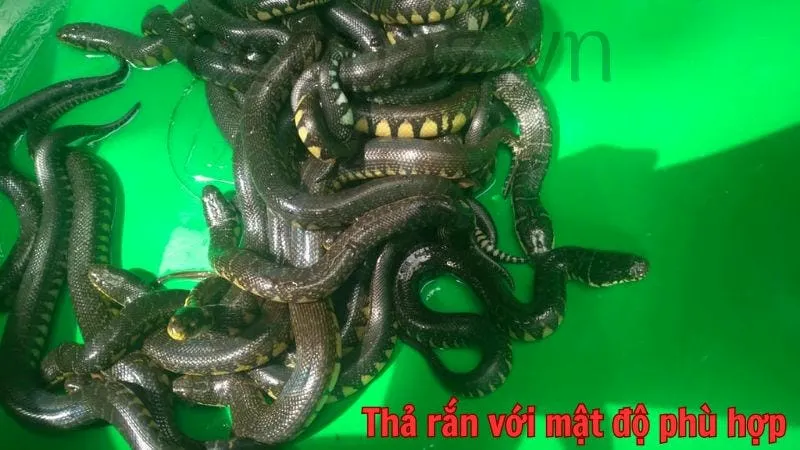 Thả rắn với mật độ phù hợp