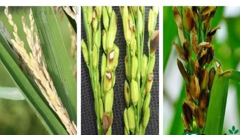 Lúa bị lem lép hạt - Nguyên nhân và giải pháp khắc phục hiệu quả 1