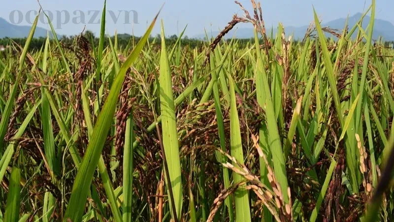 Lúa bị lem lép hạt - Nguyên nhân và giải pháp khắc phục hiệu quả 2