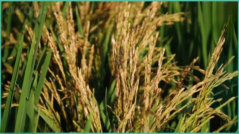 Lúa bị lem lép hạt - Nguyên nhân và giải pháp khắc phục hiệu quả 4