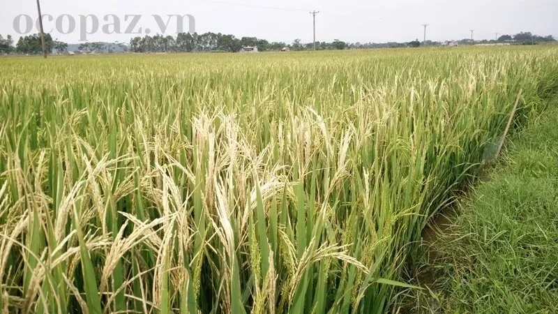 Lúa bị trắng lá - Nguyên nhân, dấu hiệu và cách khắc phục hiệu quả 1