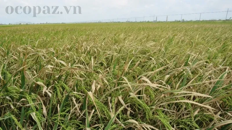 Lúa bị trắng lá - Nguyên nhân, dấu hiệu và cách khắc phục hiệu quả 2