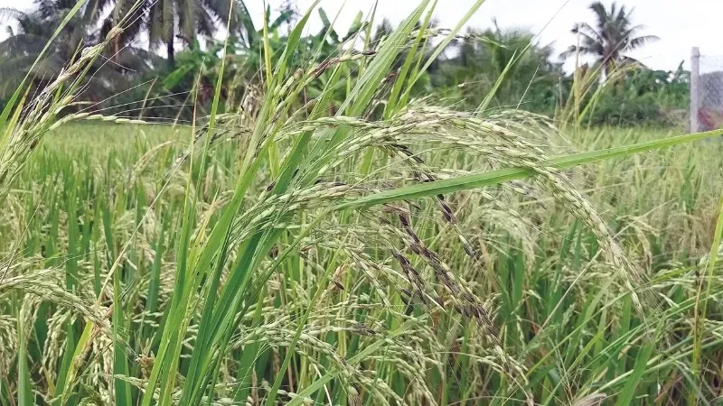 Lúa bị trắng lá - Nguyên nhân, dấu hiệu và cách khắc phục hiệu quả 3