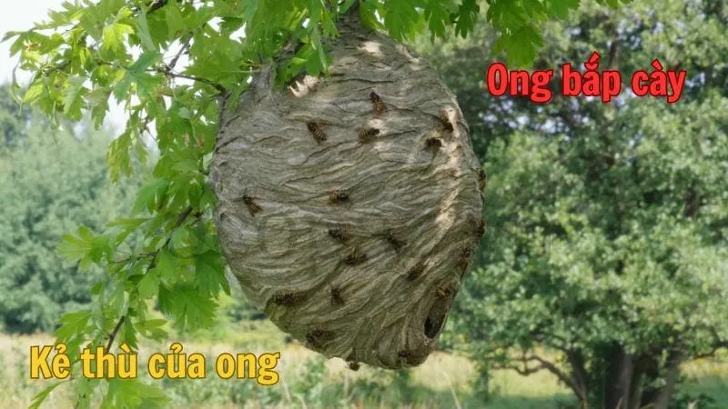 Kẻ thù của ong