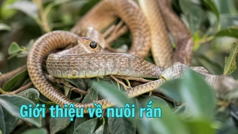 Giới thiệu về nuôi rắn