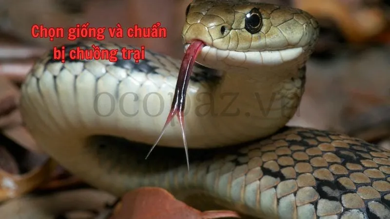 Chọn giống và chuẩn bị chuồng trại