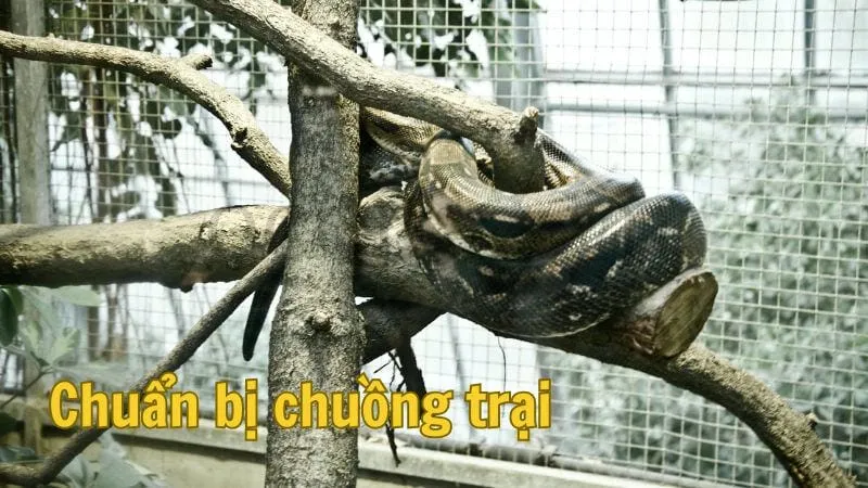 Chuẩn bị chuẩn bị chuồng trại