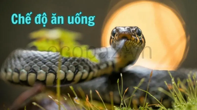 Chế độ ăn uống