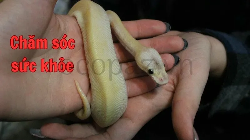 Chăm sóc sức khỏe