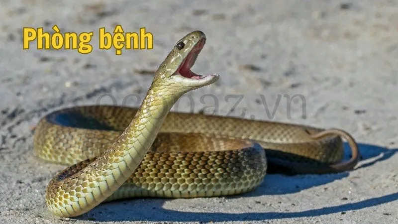 Phòng bệnh cho rắn